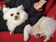 Mix Pomeranian sucht ein liebevolles Zuhause - Wuppertal