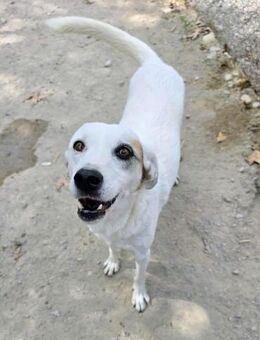 Lefki,sucht ihren Herzmensch - Oberhausen