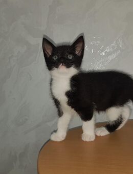 Babykatzen, Kitten, Katze (weiblich 2) - Greven (Nordrhein-Westfalen)