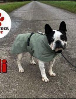 kleiner OLI sucht ein Zuhause - Margetshöchheim