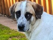 Barry Traumhund Tierschutz - Celle
