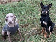 Australian Kelpie & Weimaraner Mischling Welpen - Selm