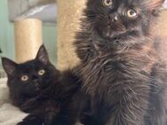 Katzenbabys Persermix - Geisenfeld