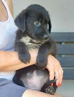 Kleine ♥Annie♥ sucht ihre Menschen - Hamburg