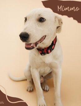 Mimmo🩵🩵🩵 aufgeschlossen und neugierig - Bad Karlshafen