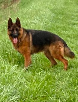 Deutscher Schäferhund Hündin 2,5 Jahre alt - Recklinghausen