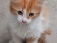 Katze von privat - Bergisch Gladbach