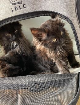 2 Kitten Kätzchen abzugeben - Herbolzheim