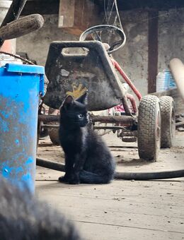 Kleiner Kater abzugeben - Mittelangeln
