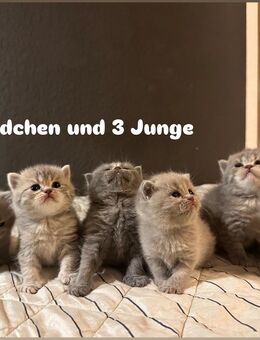Blue Point & Lilac Kitten, 3 Mädchen und 3 Jungs - Köln