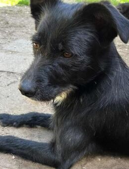 Kata, aufgeweckte Hundedame, ca. 1 Jahr - Vaterstetten