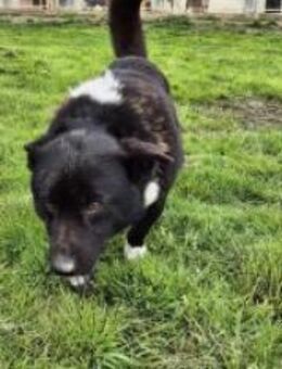 Kleiner Medo - Ellerbek