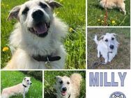 MILLY -offen, lernbereit & schlau- - Duisburg