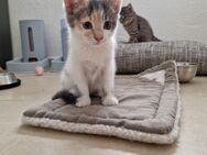 Perser Kitten Katzenbaby Babykatze - Kornwestheim