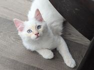 Ragdoll Mainecoon Mix Kater - Freudenberg (Nordrhein-Westfalen)