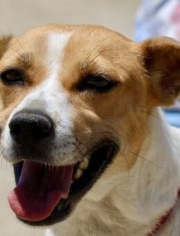 Ximena,aufgeweckt,lernwillig,freundlich - Westerholt