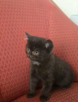 Kätzchen zur Adoption - Wiesweiler
