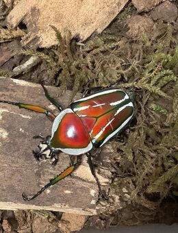 Dicronorrhina derbyana derbyana - Weißenthurm