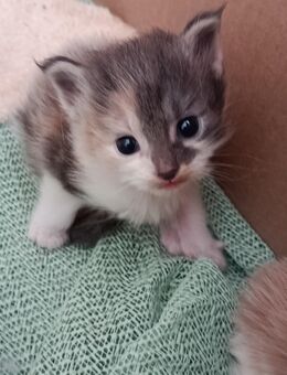 Norwegische Waldkatze - Maine Coon Kitten - Schüttorf