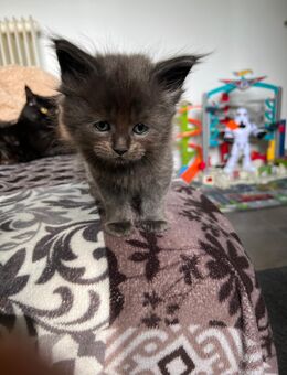 Reinrassige Maine Coon Kitten - Thalfang