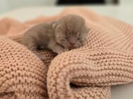 Wunderschöne BKH kitten Rosé-beige - Hannover