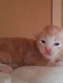 Maine Coon Kätzchen in 71540