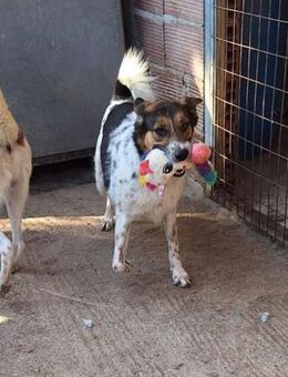 Vafla-Nell -bringt Sonne in jede Familie - Mettmann