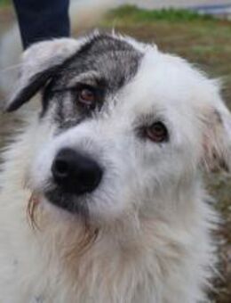 Tambi - Dein neuer Wuschelkumpel? - München