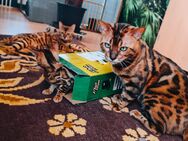 Exotik auf vier Pfoten - nur für echte Liebhaber Bengalkatze, Kätzchen - Plüderhausen
