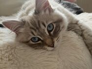 Siberian Katze - Lippstadt