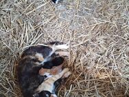 Die 3 süßen(2x Kater schwarz/ 1x weiss schwarz mädel) ihr für immer zuhause. - Cuxhaven
