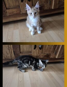 Reinrassige Maine Coon Kitten - Pforzheim