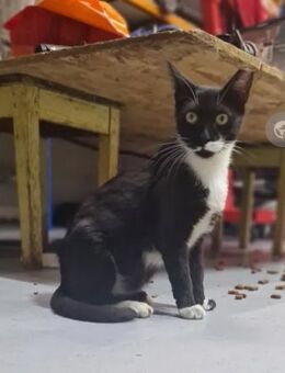 Amy Liebevolles Katzenmädel - Unterföhring