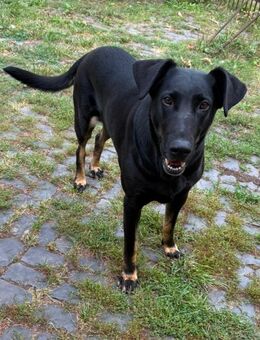 Schäferhund Dobermann mix Hündin - Heimweiler
