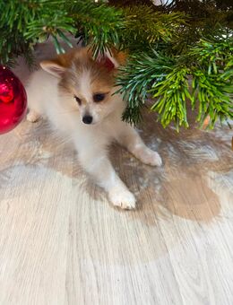 Einzigartiger Zwergspitzwelpe sucht sein Zuhause - Pforzheim