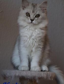 Bezaubernde Britisch Kurzhaar - Perser-Mix kitten suchen ein neues Zuhause - Rostock