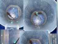 Axolotl baby’s suchen bald ein neues Zuhause - Rastatt