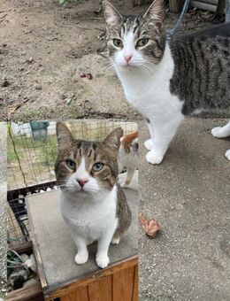 Walter und Willow aus dem Tierschutz - Grevenbroich
