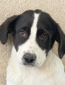 Zola, geb. ca. 01/2025, Griechenland - Euskirchen