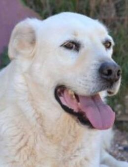 Alkis ist einfach toll, sagen alle! - Mettmann