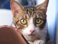 Sanfte, liebe Katze Mica - Karlsruhe
