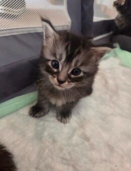 XXl Main Coon Kitten - Wellheim