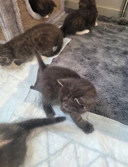 Bkh-Mix Kitten - Berlin Marzahn-Hellersdorf