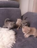 Reinrassiger BKH Bärchen zu verkaufen in 45721