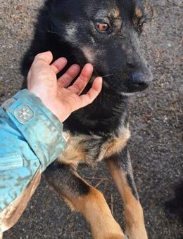 Kurti 50 cm - Alpenrod