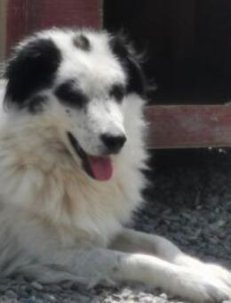 Monty muß aus Rumänien raus - Blankenheim (Nordrhein-Westfalen)