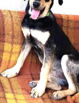 Mira in Thüringen - Augsburg