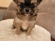 Reinrassige Chihuahuawelpen suchen ein neues Zuhause - Bobenthal