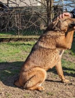 Febe vom Straßenwelpen zur stolzen Hün - Wedel