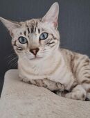 Snow Lynx Bengal Katze in 45326